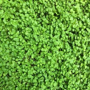 Corsican Mint Lawn (Pros And Cons)