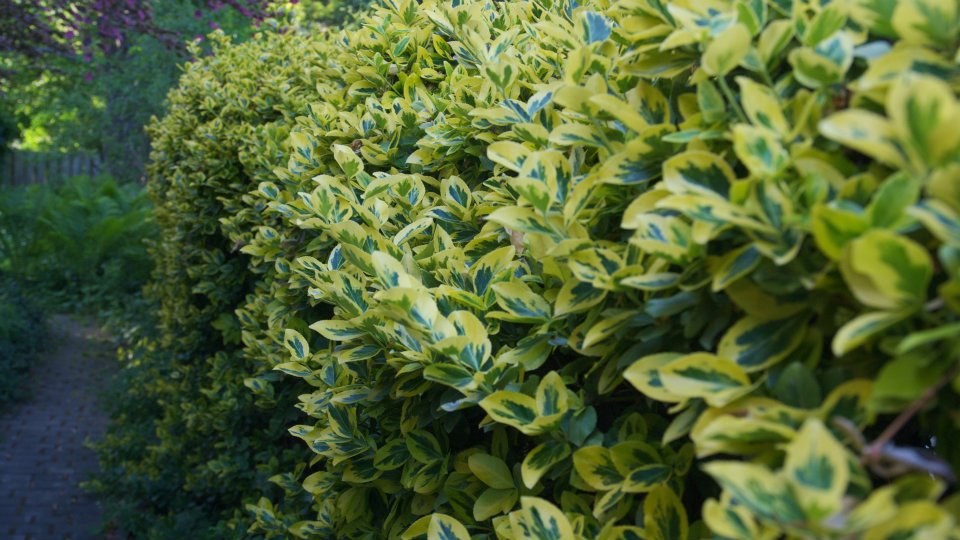 Evergreen landscaping plants for front of house