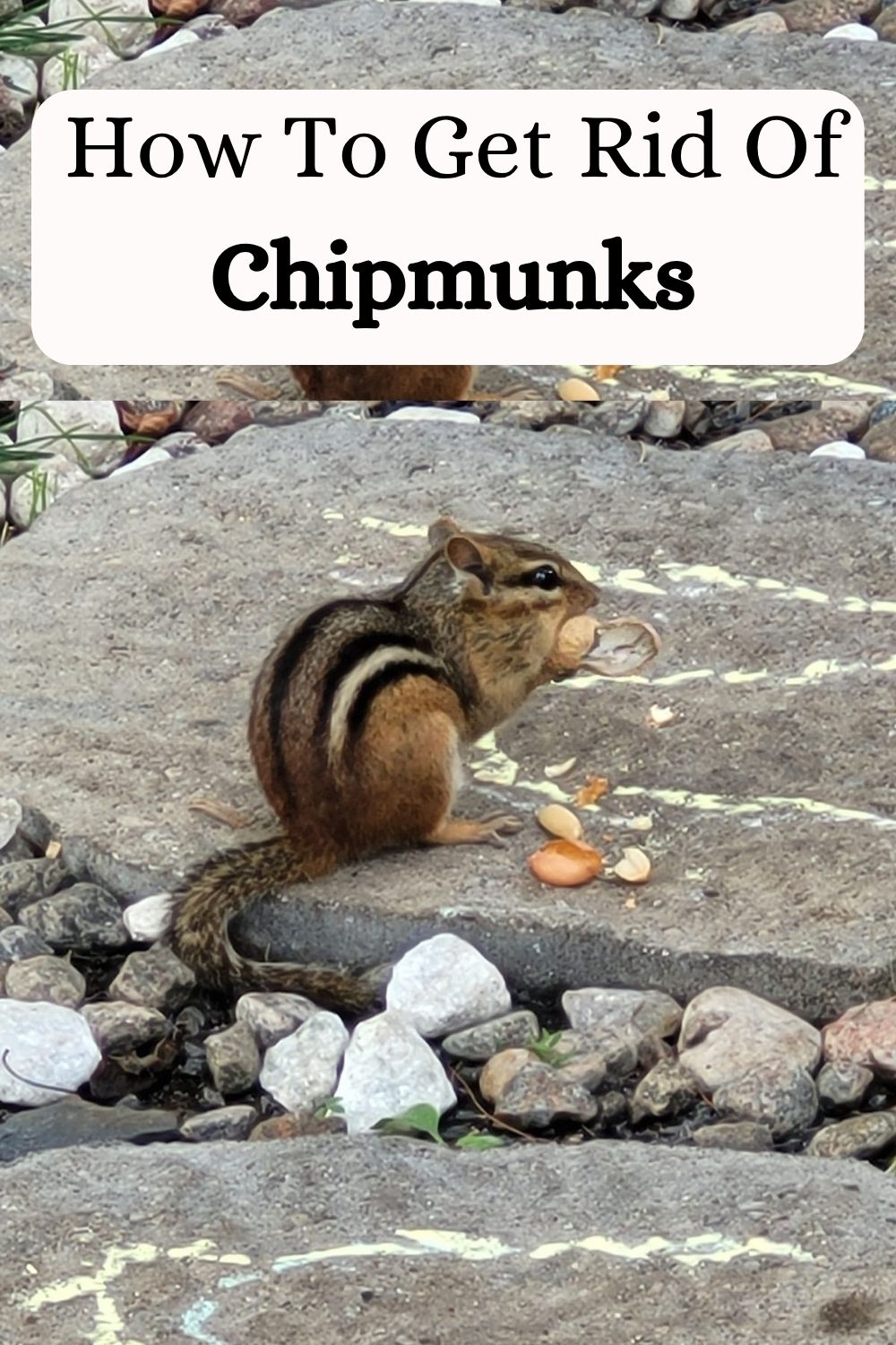 How To Get Rid Of Chipmunks