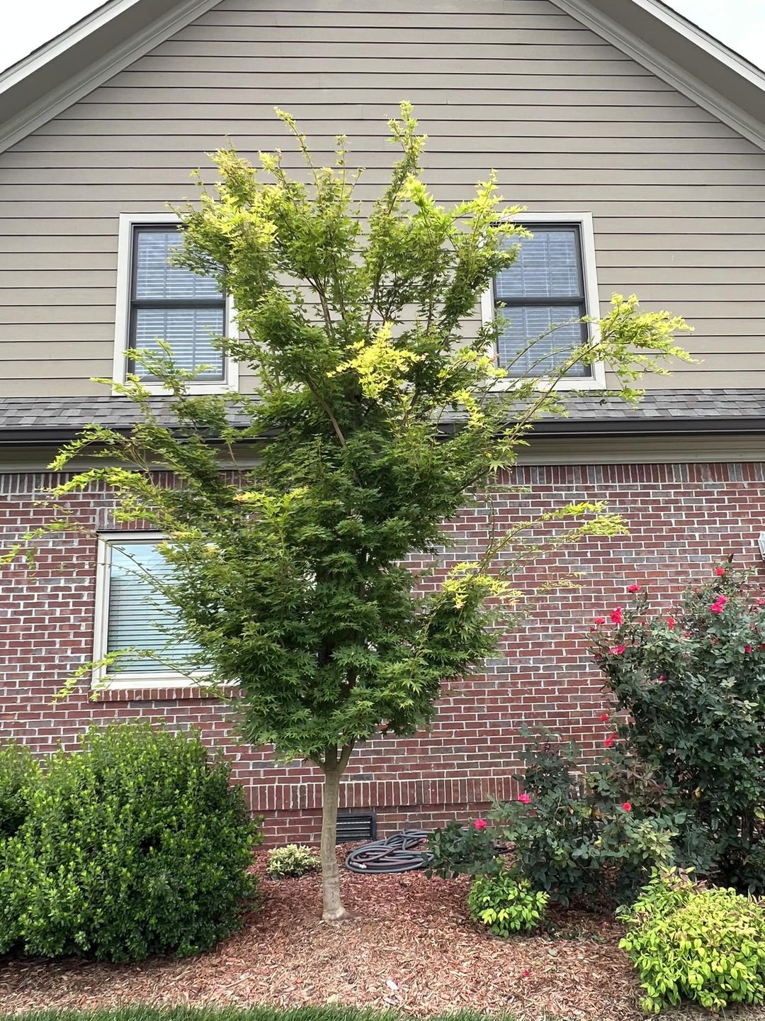 best low maintenance plants for front of house