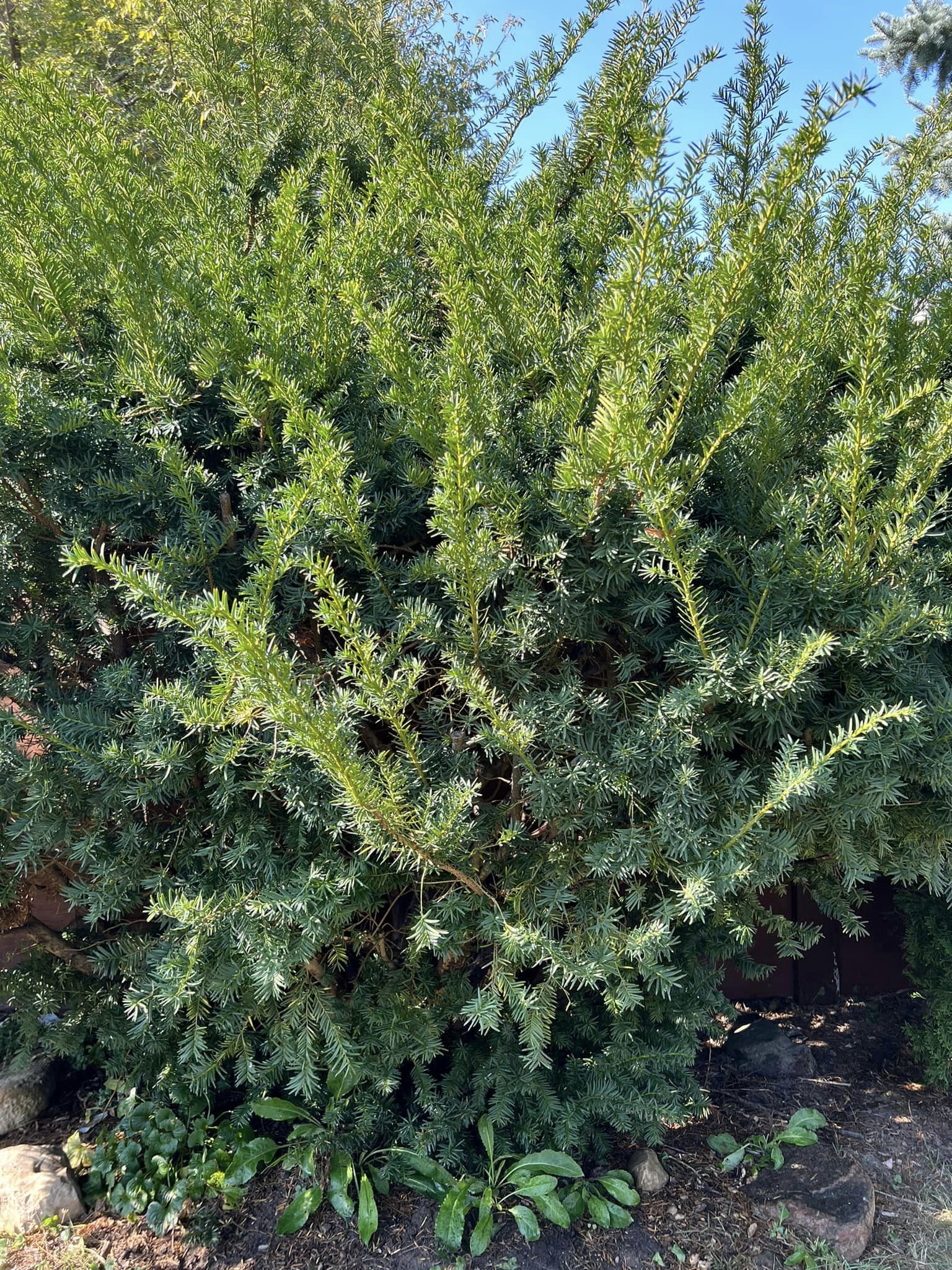 Best Foundation Plants For The Front Of Your House