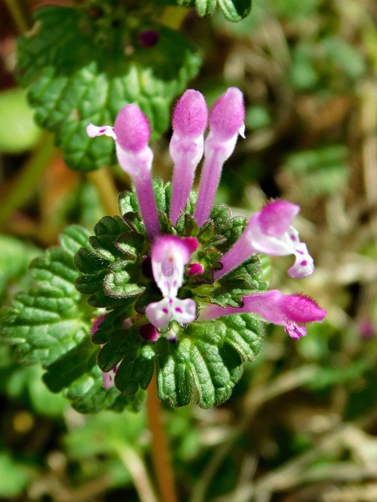 Lamium Amplexicaule (Henbit)