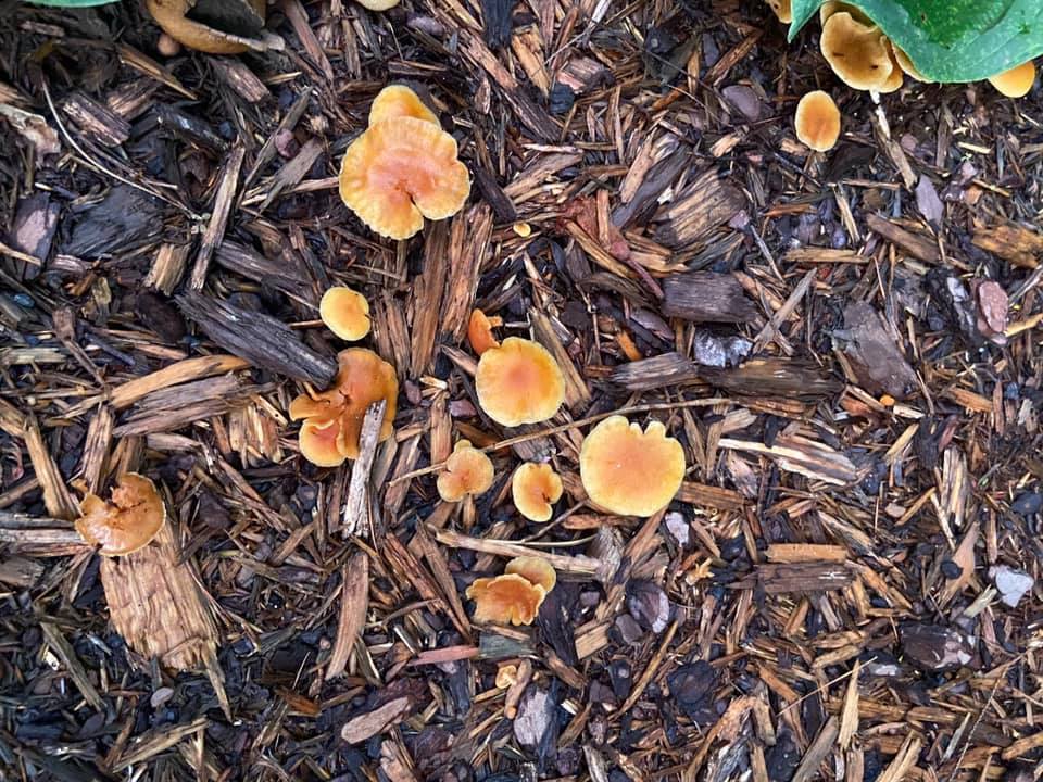 Orange Mushrooms In Yard {Poisonous Or Not}