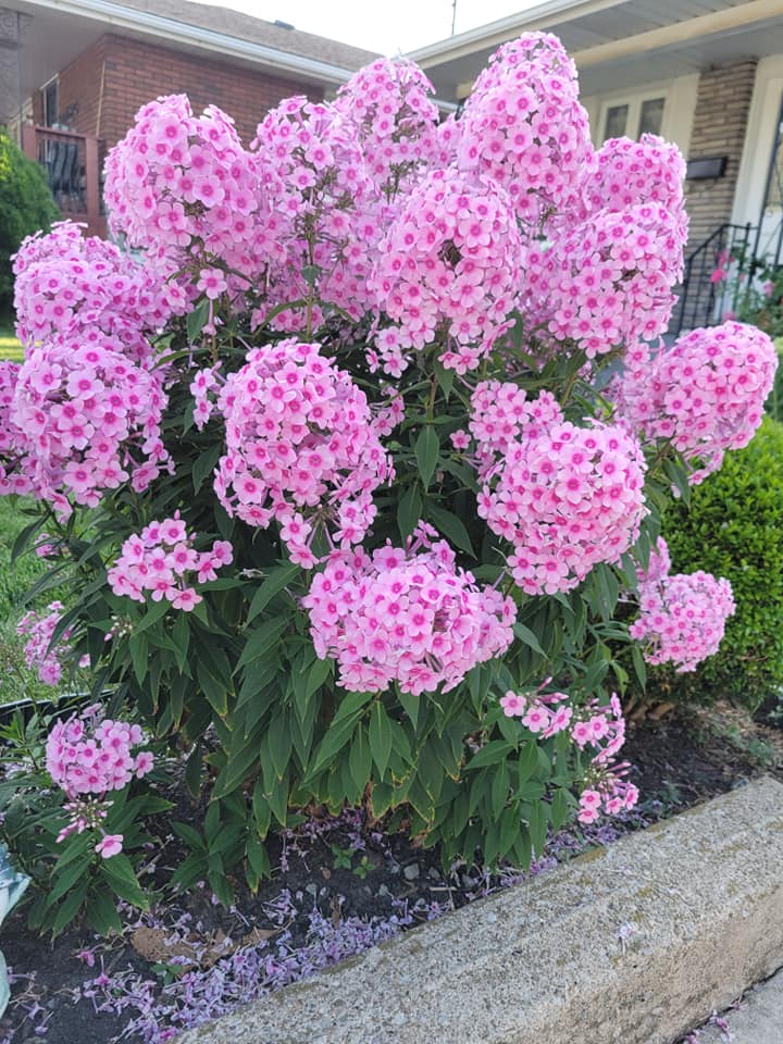 Foundation plants for front of house