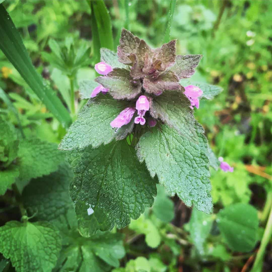 plant that looks like creeping charlie