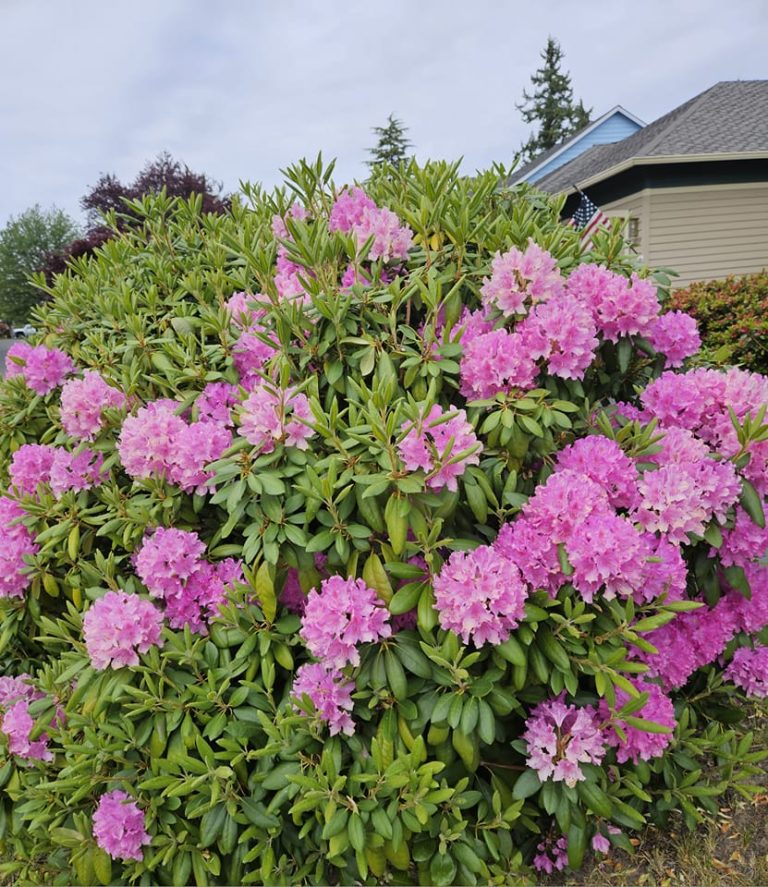 26 Best Foundation Plants For The Front Of Your House