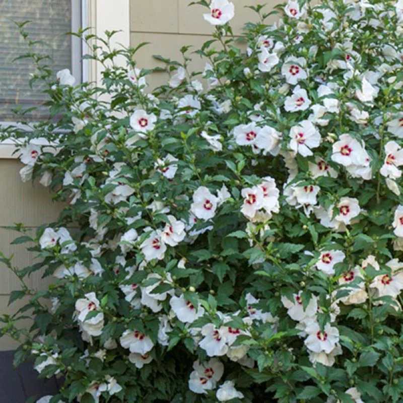 perennial plants for front of house