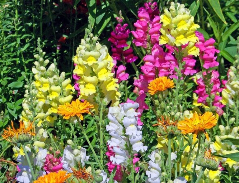 26 Best Foundation Plants For The Front Of Your House