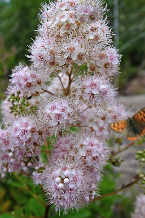 best low maintenance plants for front of house