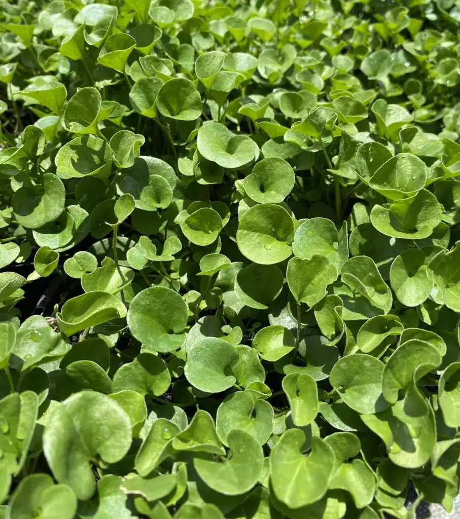dichondra lawn pros and cons