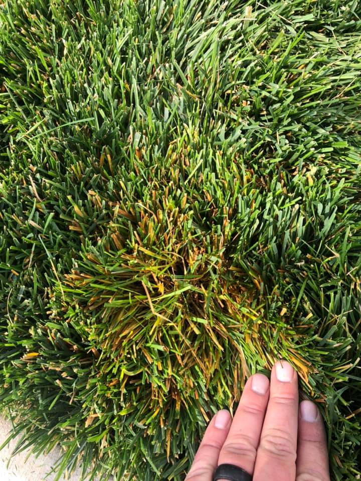 Why Is My Grass Turning Yellow? {How To Fix It}