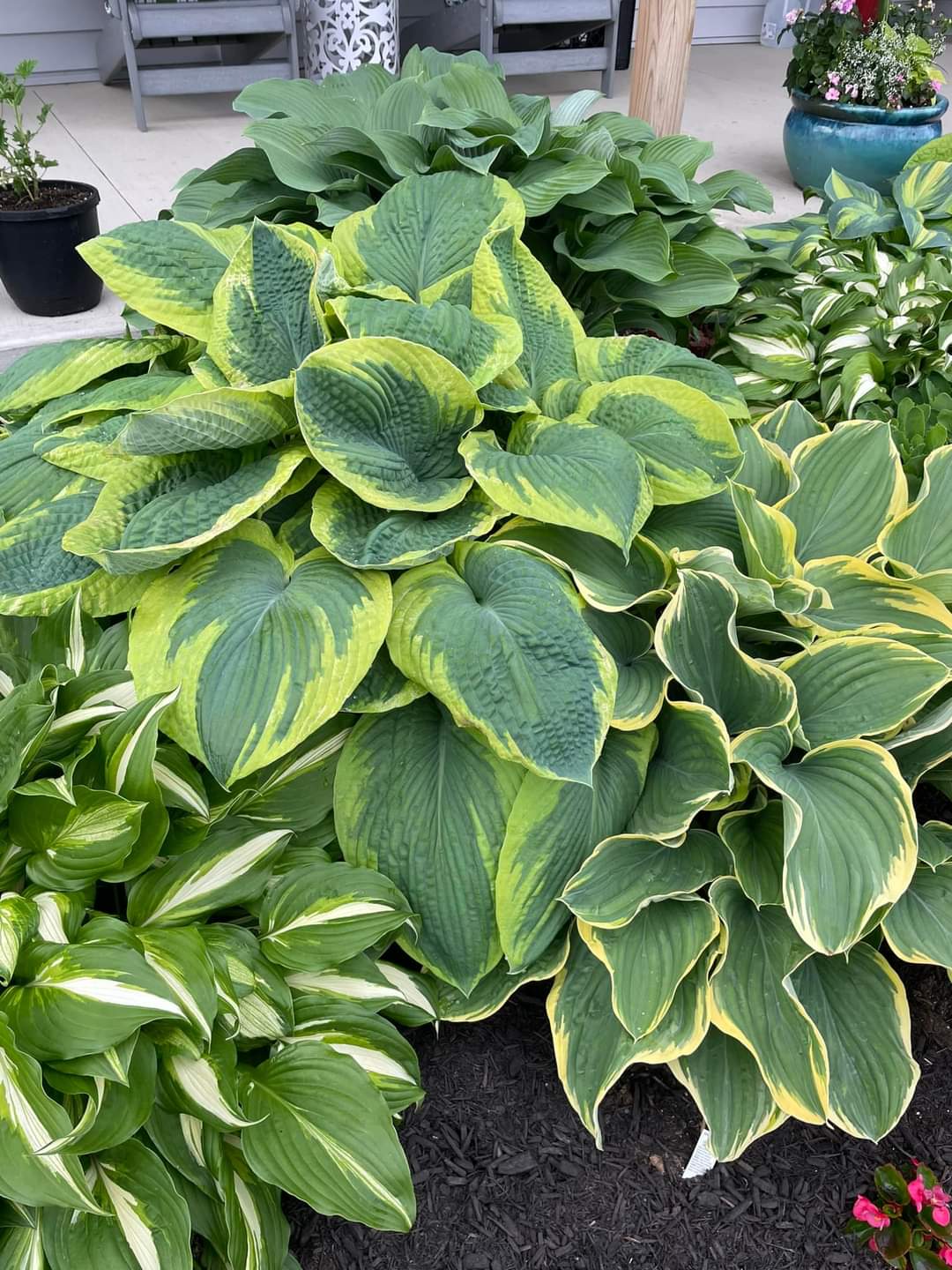 foundation plants for the front of your house