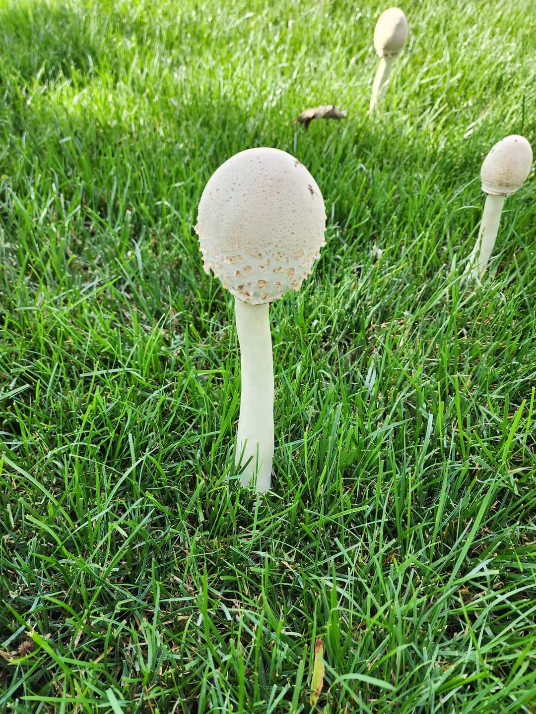 How To Get Rid Of Mushrooms In Your Yard