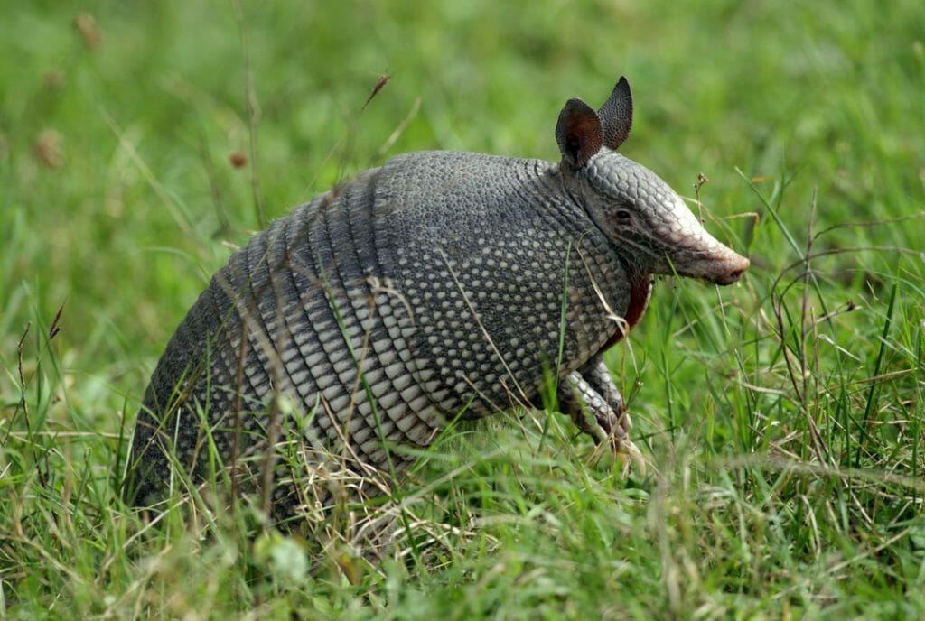 How To Use Vinegar To Get Rid Of Armadillos