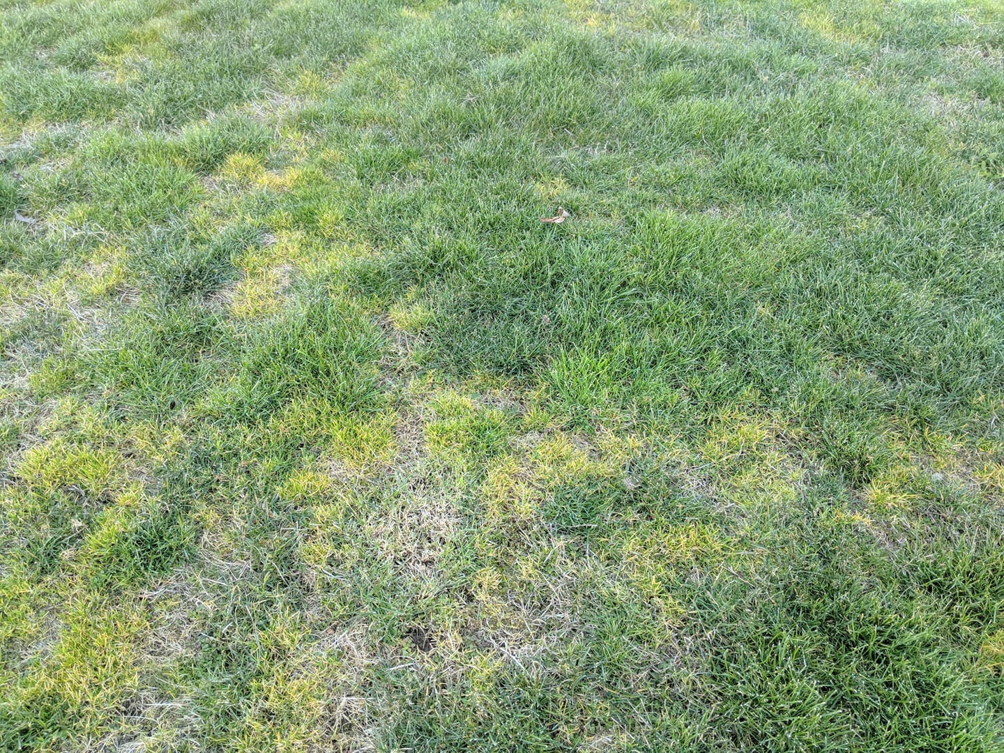 Why Is My Grass Turning Yellow? {How To Fix It}