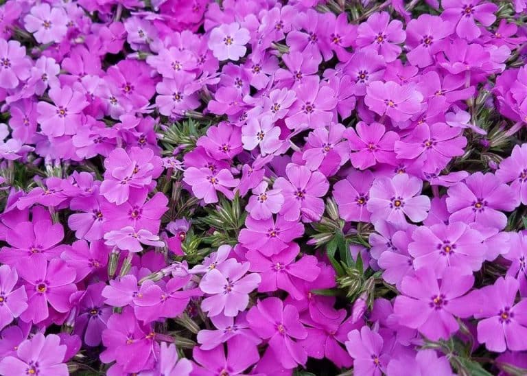 Creeping Phlox Lawn A Low Maintenance Ground Cover