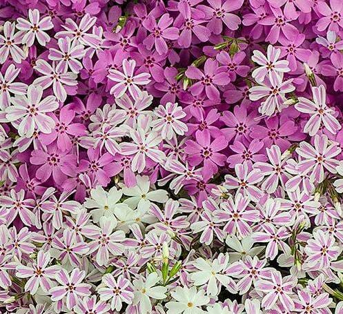 Creeping Phlox Lawn