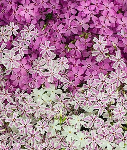 Creeping Phlox Lawn