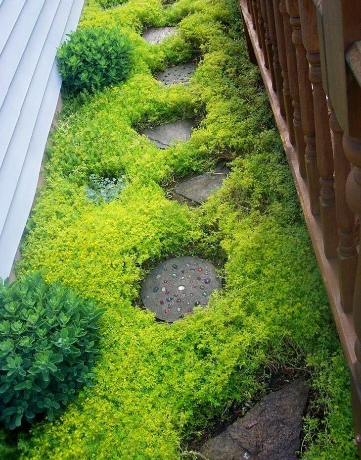 How to grow a sedum lawn