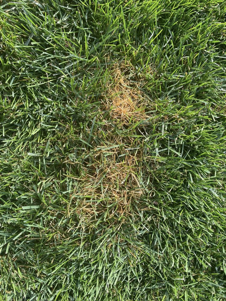 Can I use Baking Soda to Neutralize Dog Urine on Grass?