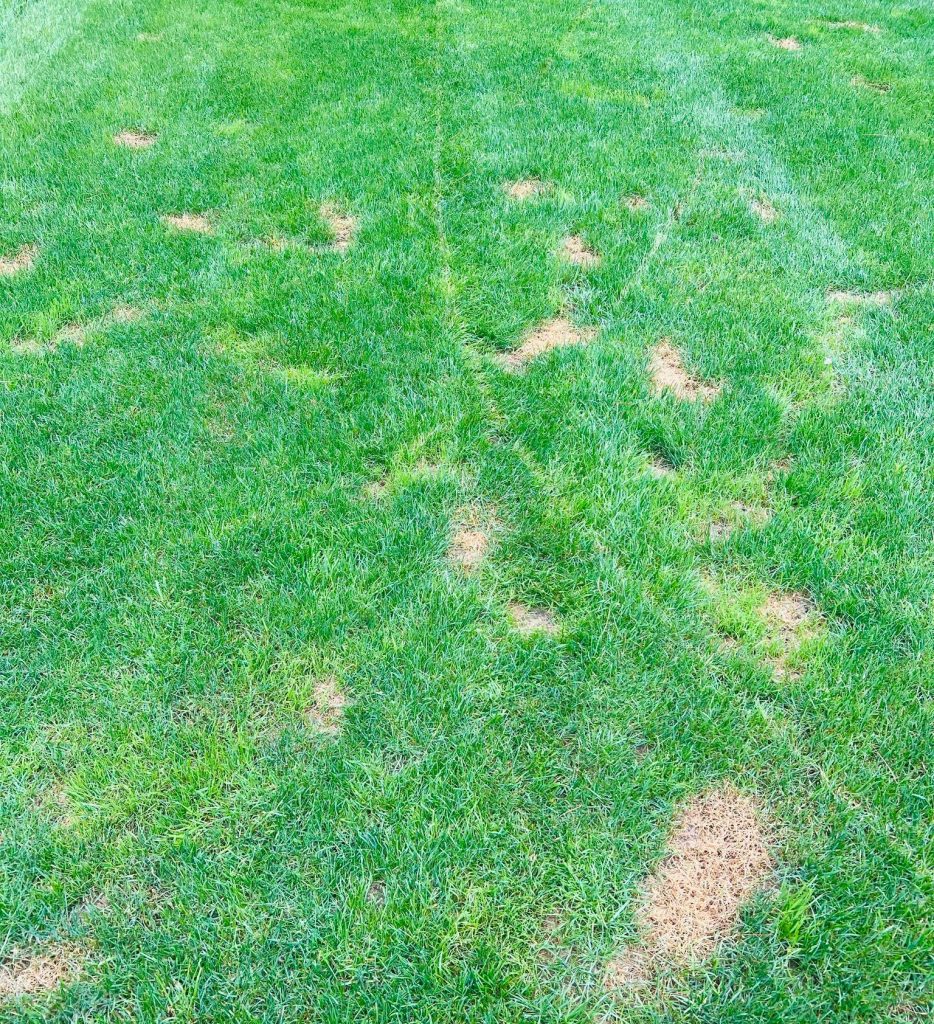 Can I use Baking Soda to Neutralize Dog Urine on Grass?