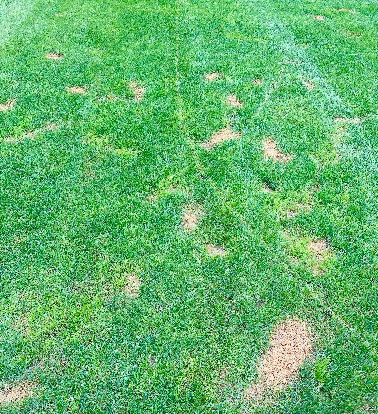 How To Fix Grass Damage From Dog Urine