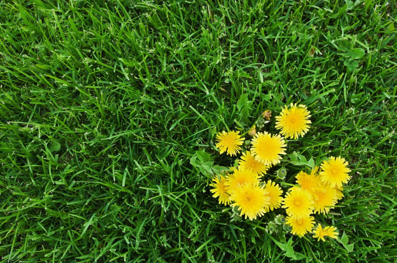 how-to-get-rid-of-weeds-in-grass-naturally