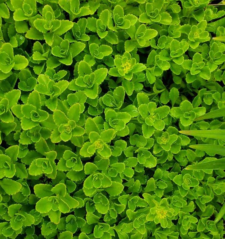 sedum lawn