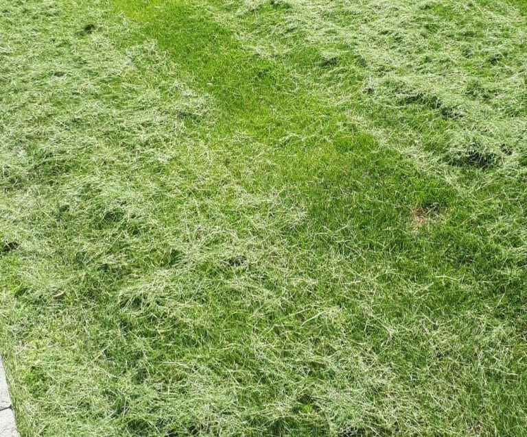 what-to-do-with-grass-clippings-after-mowing