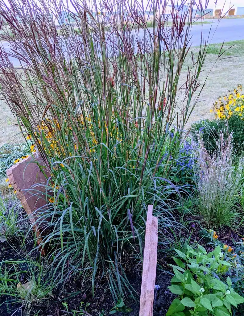 Best Tall Ornamental Grasses for Privacy