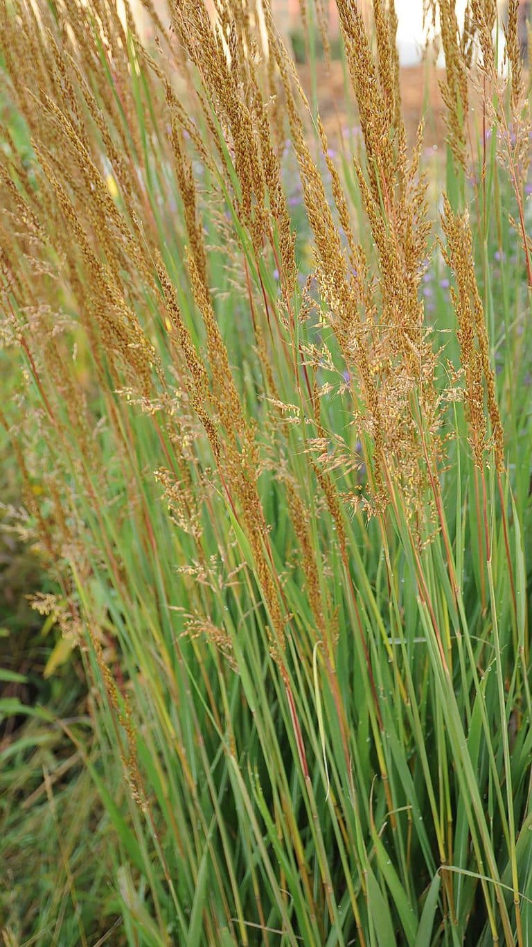 15 Best Tall Ornamental Grasses for Privacy