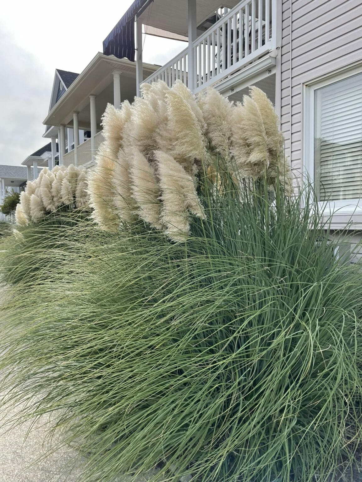 15 Best Tall Ornamental Grasses for Privacy