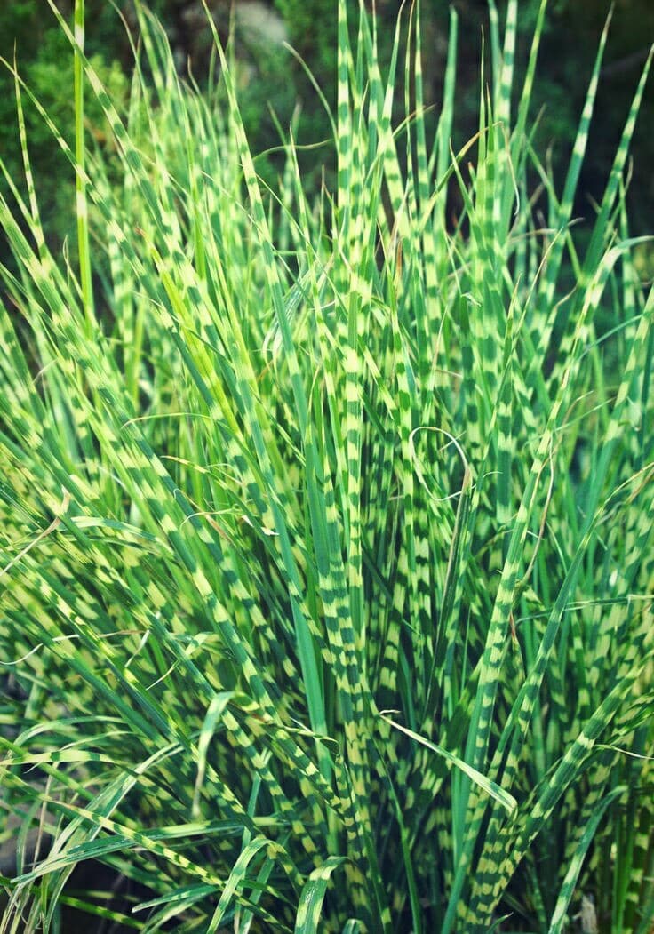 15 Best Tall Ornamental Grasses for Privacy