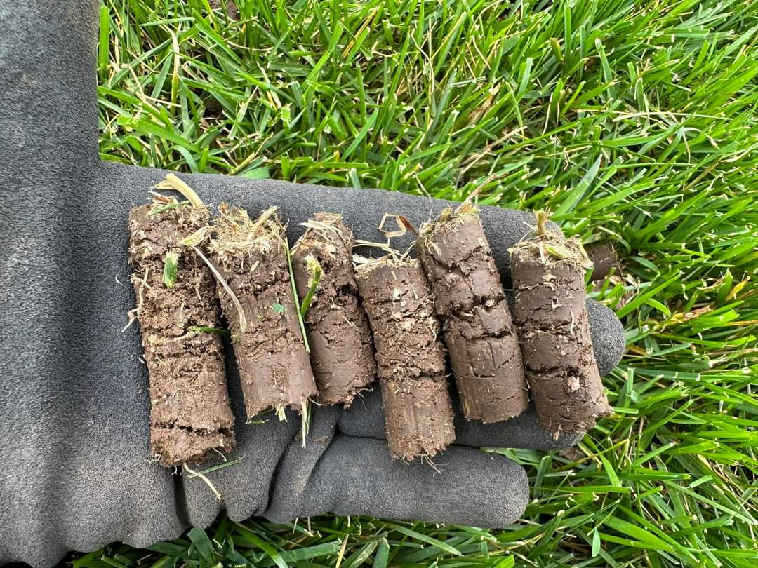 aerated lawn 