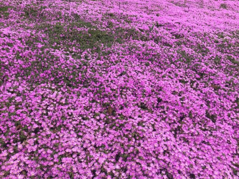 Creeping Thyme Lawn (Pros and Cons and How to Plant)