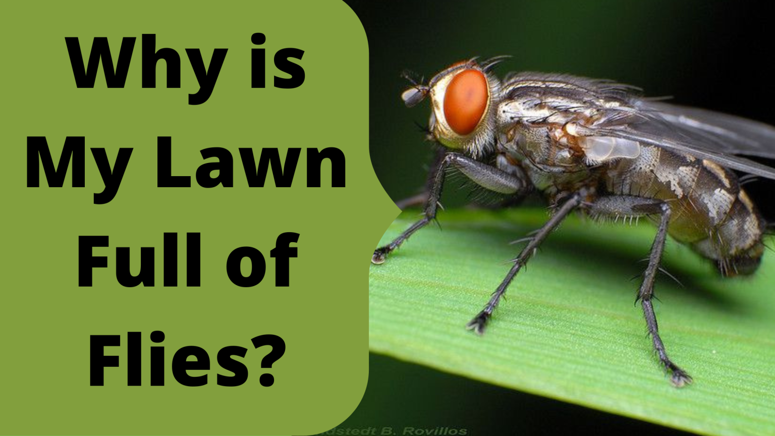 How To Get Rid Of Flies Outside Instantly