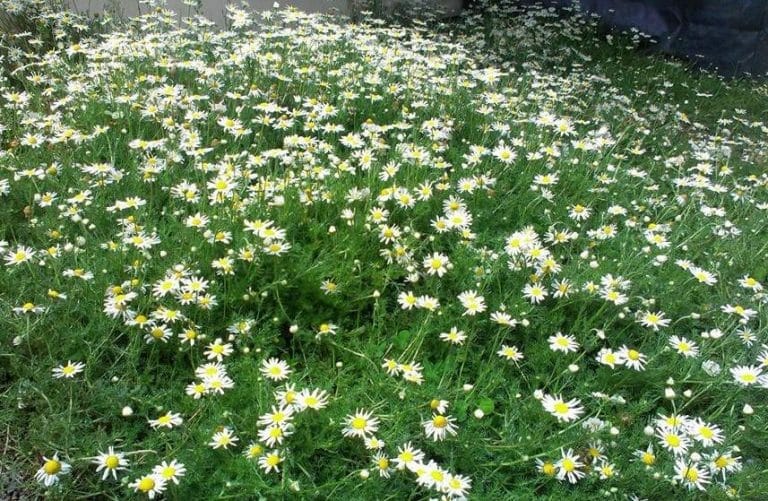 Chamomile Lawn Pros and Cons
