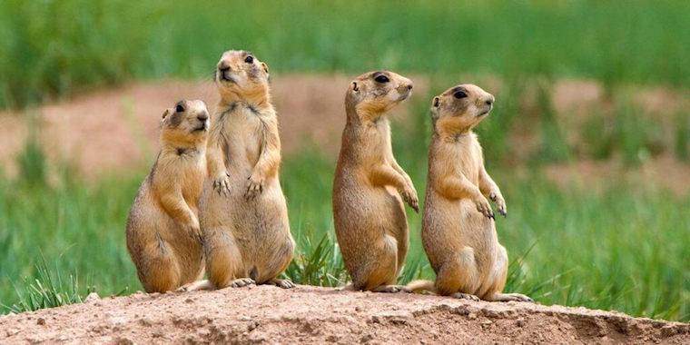 How To Get Rid Of Prairie Dogs