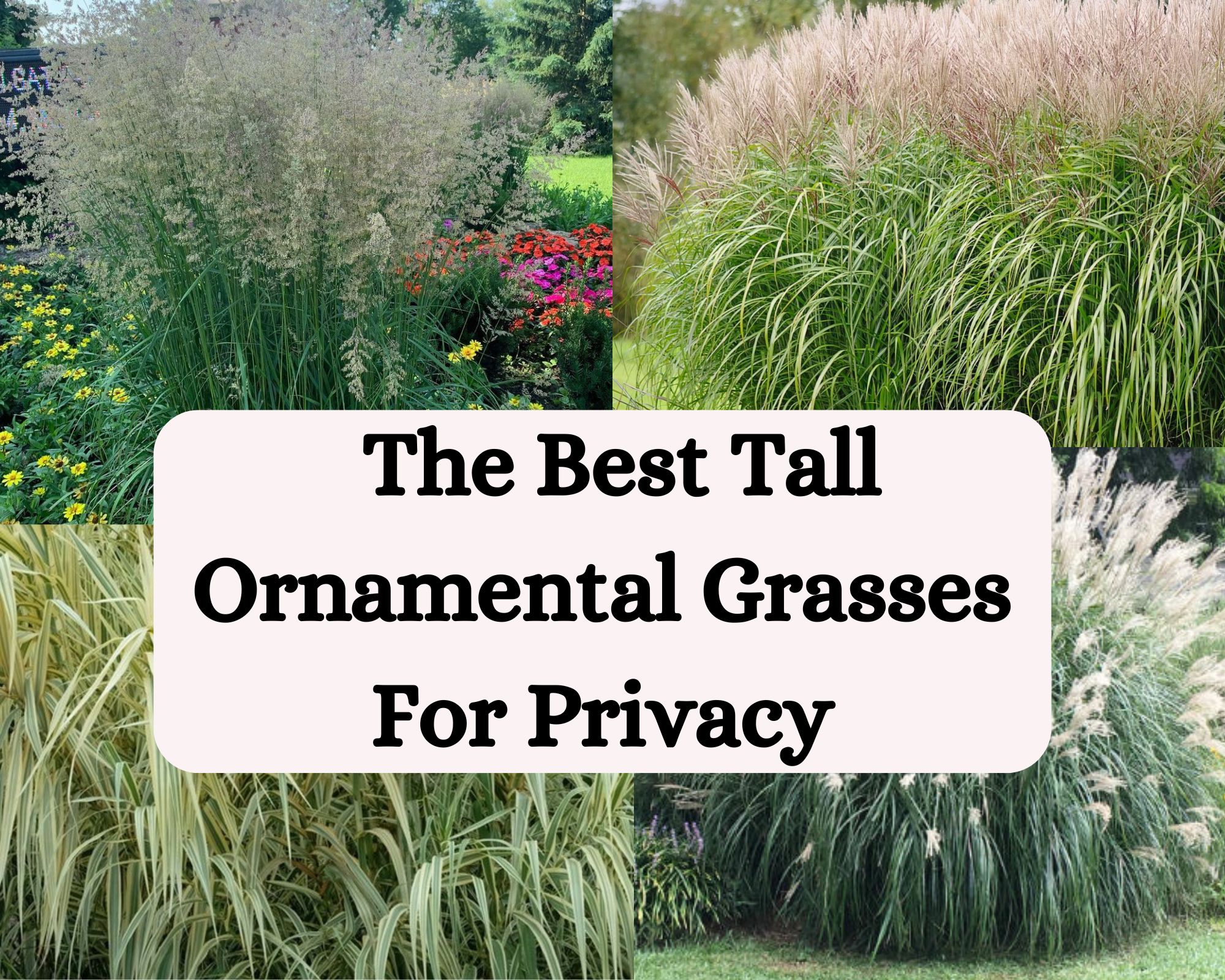  The Best Tall Ornamental Grasses For Privacy
