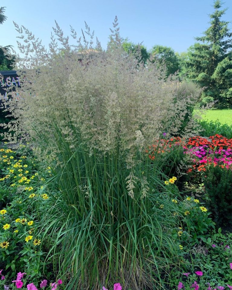 15 Best Tall Ornamental Grasses For Privacy 4872