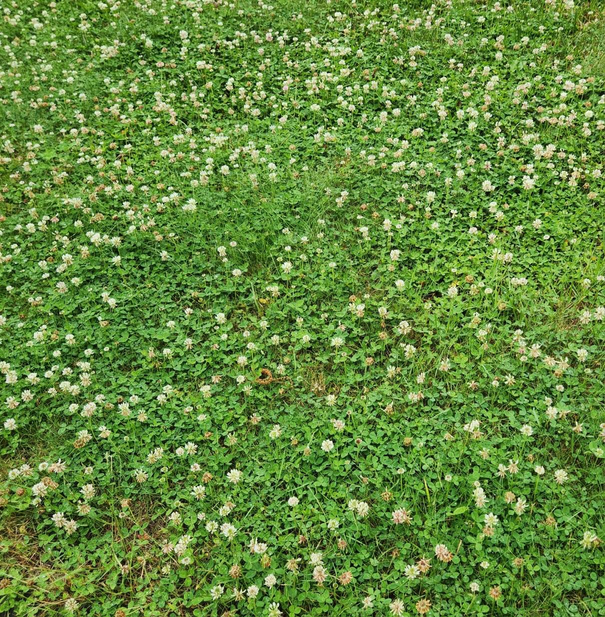 How To Get Rid of Clover in Your Lawn Without Chemicals