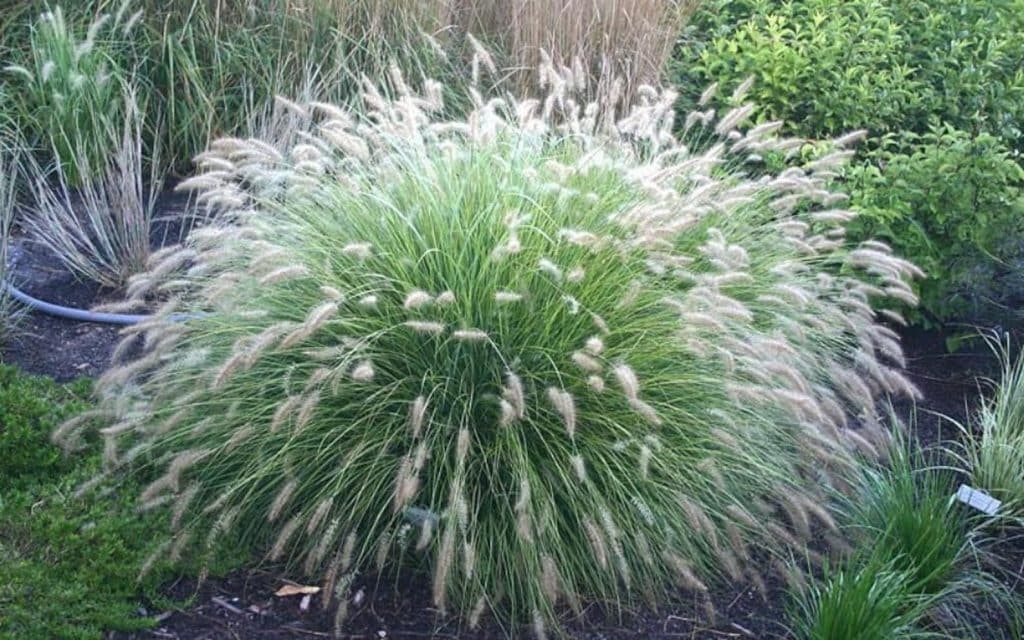 15 Best Ornamental Grasses For Shade