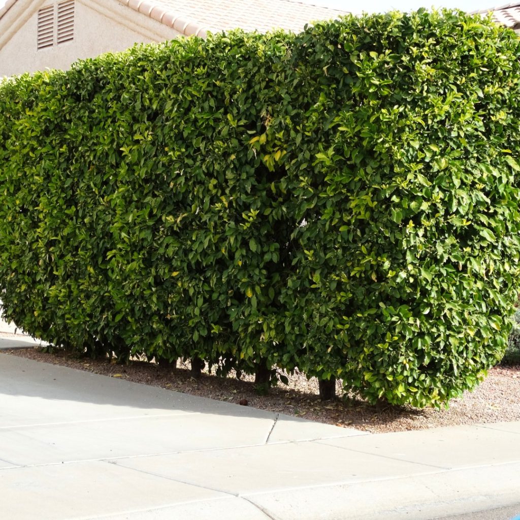 17 Cheap Ways To Block Neighbors View Of Your Yard