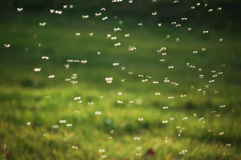 How To Get Rid Of Lawn Gnats Naturally