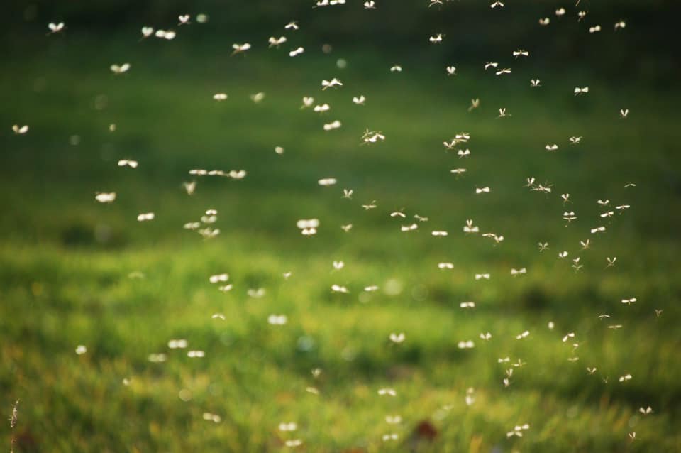 How To Get Rid Of Lawn Gnats Naturally