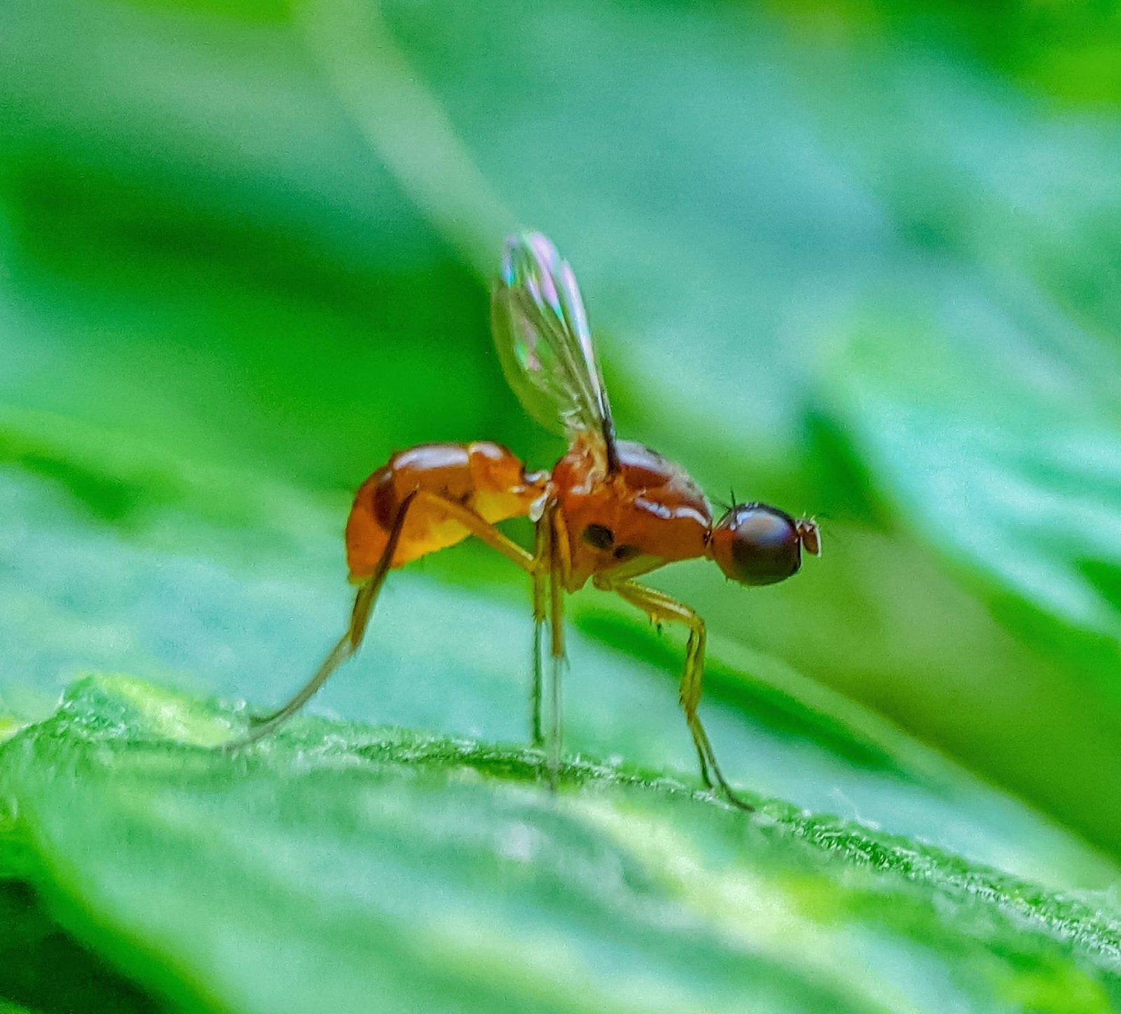 How To Get Rid Of Lawn Gnats Naturally