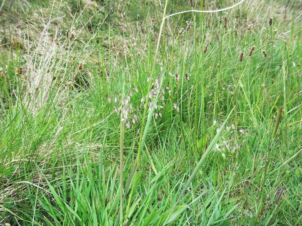15 Best Ornamental Grasses For Shade