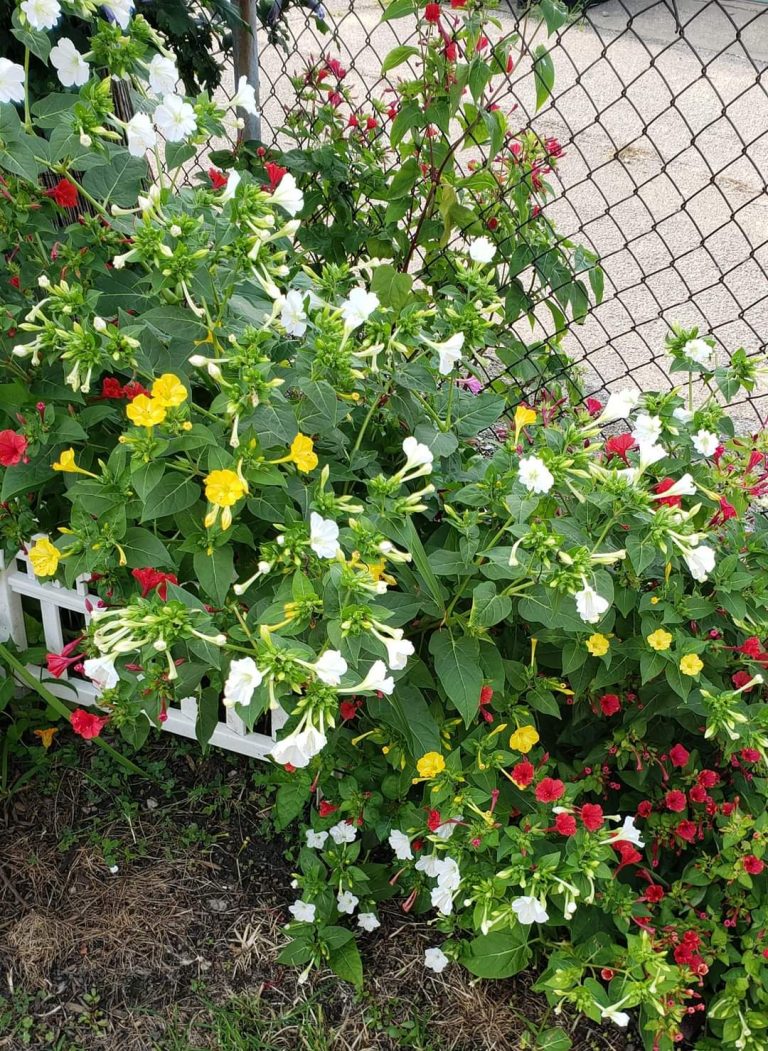 BLOCK NEIGHBORS visual data 5