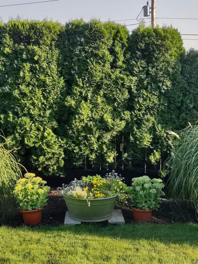 17 Cheap Ways To Block Neighbors View Of Your Yard