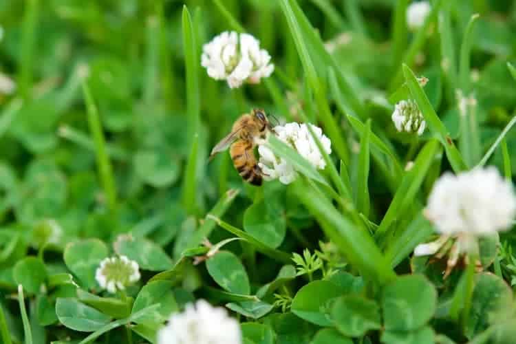 How To Get Rid Of Clover In Lawn